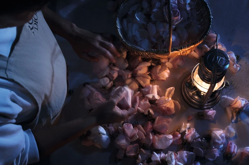 岡維拉玫瑰午夜情境照。