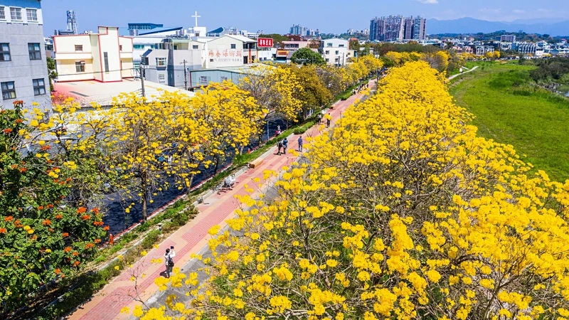 3月便是「黃花風鈴木」盛開季節!Photo/嘉義市政府 3月便是「黃花風鈴木」盛開季節!Photo/嘉義市政府
