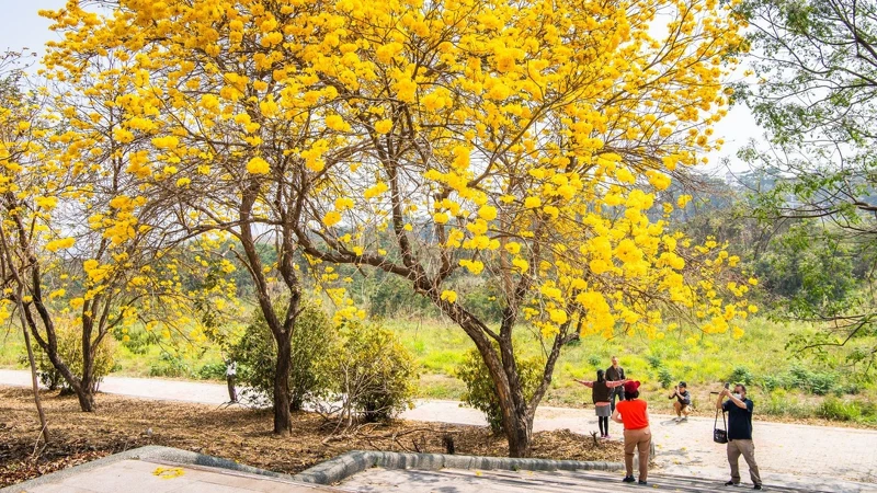 軍輝橋畔黃花風鈴木花況,Photo/嘉義市政府 軍輝橋畔黃花風鈴木花況,Photo/嘉義市政府
