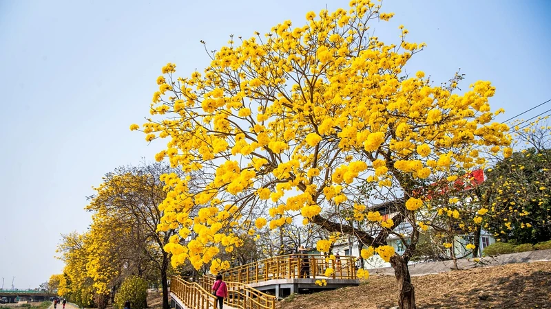 軍輝橋畔黃花風鈴木花況,Photo/嘉義市政府 軍輝橋畔黃花風鈴木花況,Photo/嘉義市政府