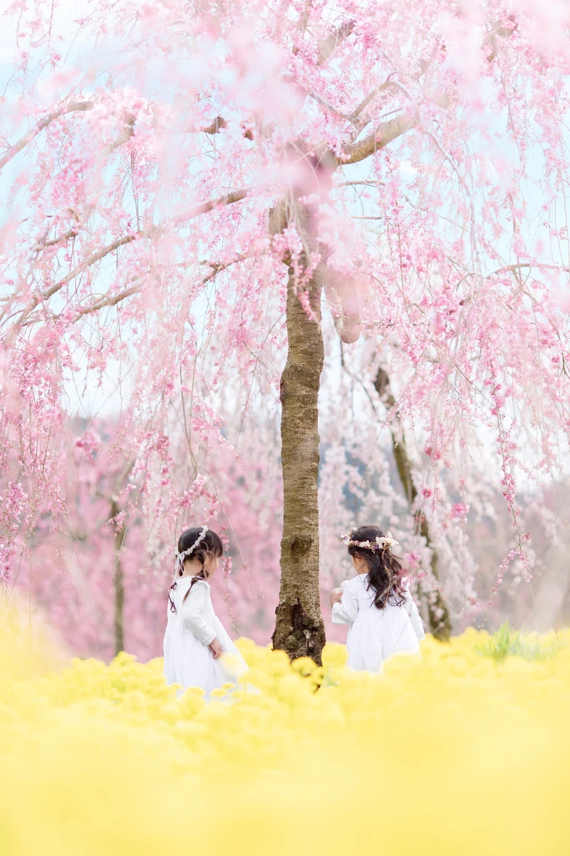 世羅高原農場裡枝垂櫻與油菜花的完美演出為春天揭開序幕。 世羅高原農場裡枝垂櫻與油菜花的完美演出為春天揭開序幕。