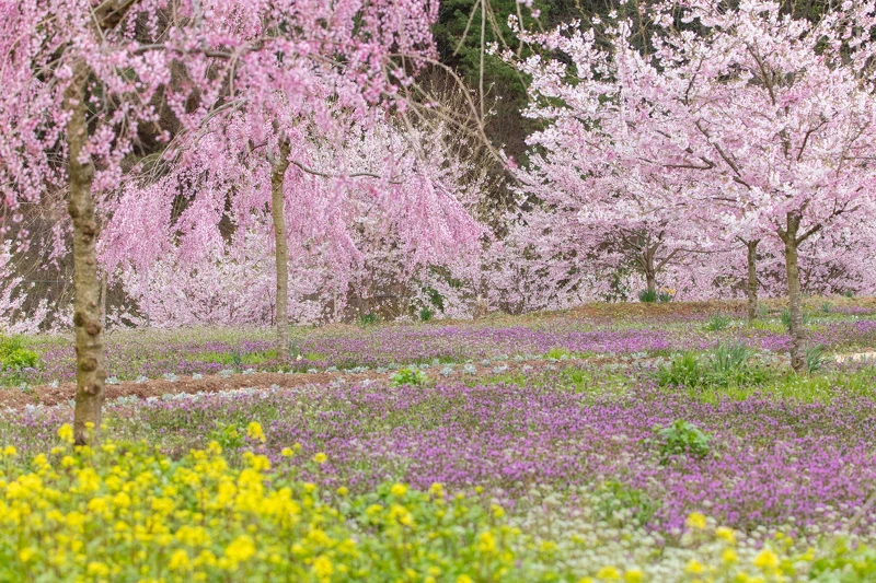世羅高原農場 世羅高原農場