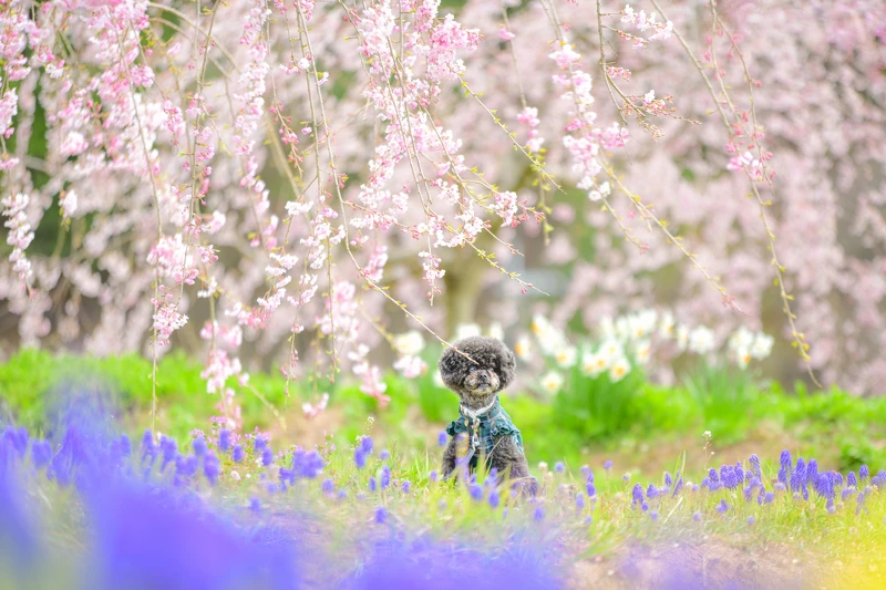 世羅高原農場 世羅高原農場
