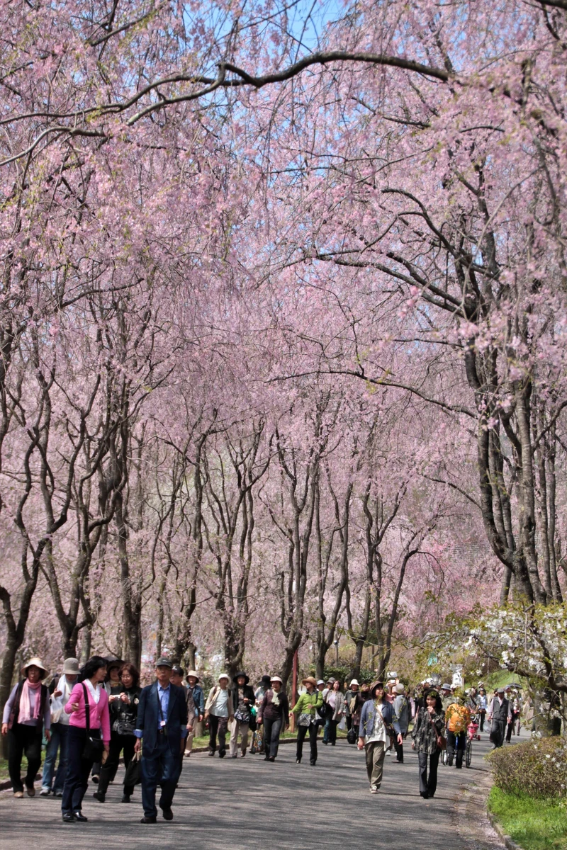世羅甲山交流之里遠近馳名的枝垂櫻步道,開放期間人潮湧現。 世羅甲山交流之里遠近馳名的枝垂櫻步道,開放期間人潮湧現。