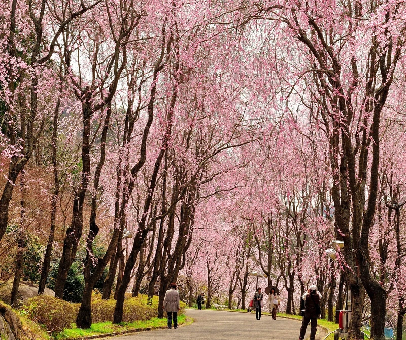 世羅甲山交流之里除了枝垂櫻,還有紅八重枝垂櫻和吉野櫻、八重櫻等,可欣賞到不同櫻花之美。 世羅甲山交流之里除了枝垂櫻,還有紅八重枝垂櫻和吉野櫻、八重櫻等,可欣賞到不同櫻花之美。