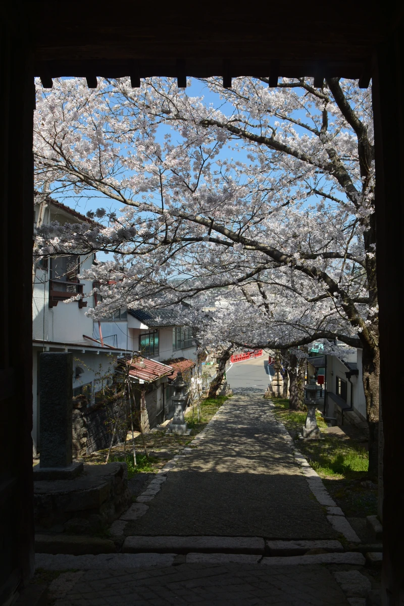 今高野山_総門桜 今高野山_総門桜