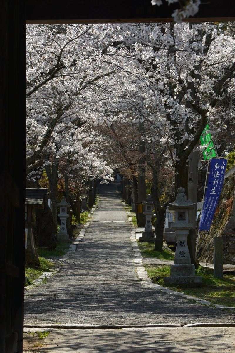 春天一到,今高野山的參道兩側櫻花齊綻,就像是來道歡迎著每位訪客。 春天一到,今高野山的參道兩側櫻花齊綻,就像是來道歡迎著每位訪客。