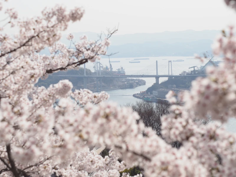 日本遺產的尾道港町街景在櫻花的襯托下更顯風情。 日本遺產的尾道港町街景在櫻花的襯托下更顯風情。