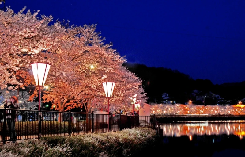 夜間點燈的上野公園不同於白天的唯美優雅,增添了沈穩的神祕氛圍。 夜間點燈的上野公園不同於白天的唯美優雅,增添了沈穩的神祕氛圍。
