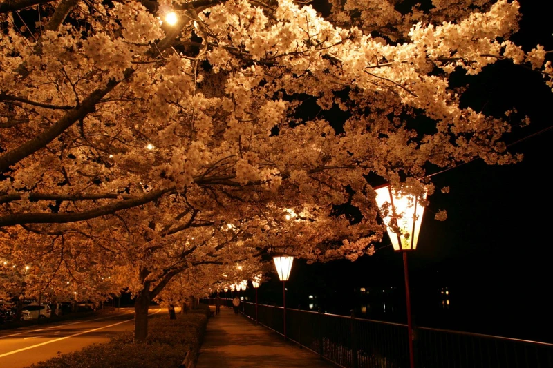 上野公園 上野公園