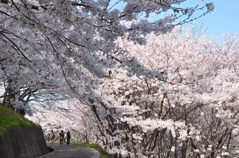塔之峰千本櫻園內滿開的櫻花將步道覆蓋成粉紅隧道,怎麼拍都超美。 塔之峰千本櫻園內滿開的櫻花將步道覆蓋成粉紅隧道,怎麼拍都超美。