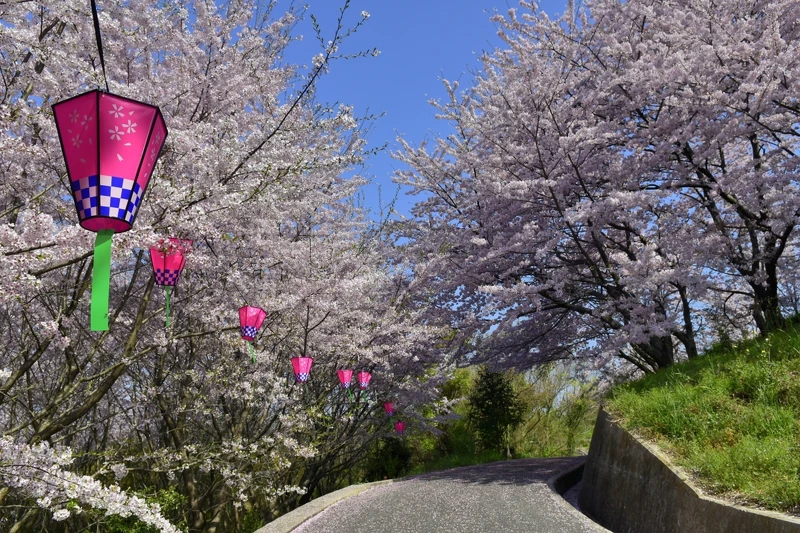 塔之峰千本櫻 塔之峰千本櫻