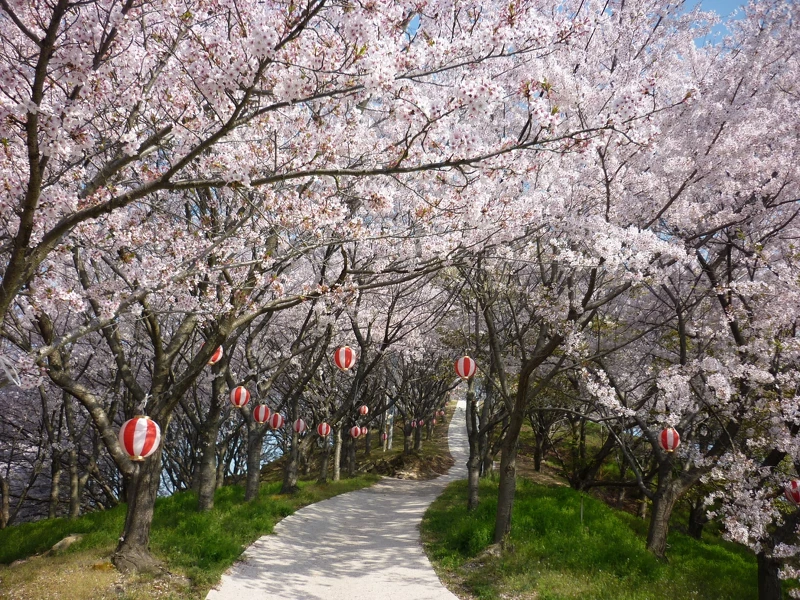 透過島民的努力重生的塔之峰千本櫻,近年來備受矚目。 透過島民的努力重生的塔之峰千本櫻,近年來備受矚目。
