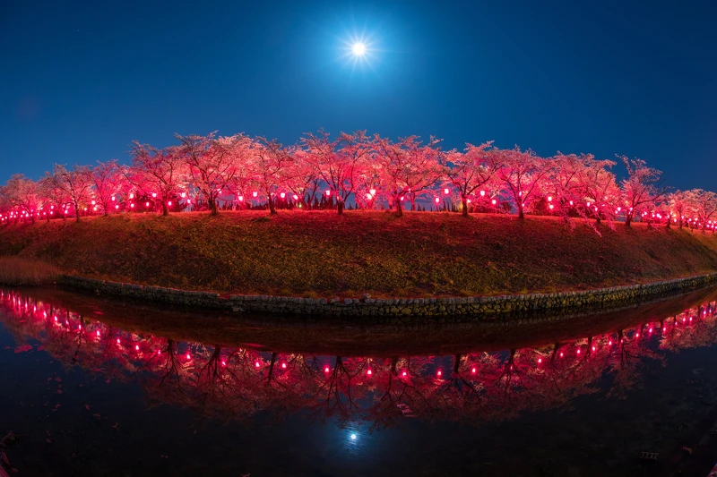 ▲ 住吉堤防步道上的櫻花在紅色燈光的投射下,加上水中倒映,就像是一抺紅唇,動感迷人。 ▲ 住吉堤防步道上的櫻花在紅色燈光的投射下,加上水中倒映,就像是一抺紅唇,動感迷人。