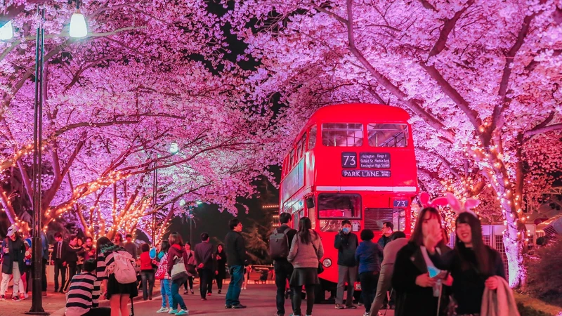 大邱廣域市E-WORLD櫻花節 大邱廣域市E-WORLD櫻花節