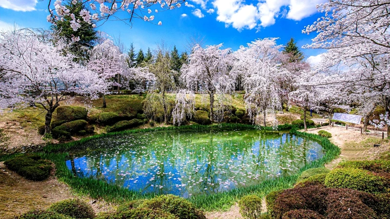 慶尚北道櫻花 慶尚北道櫻花