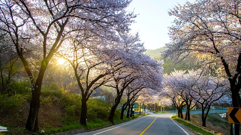 忠清北道清風湖畔 忠清北道清風湖畔