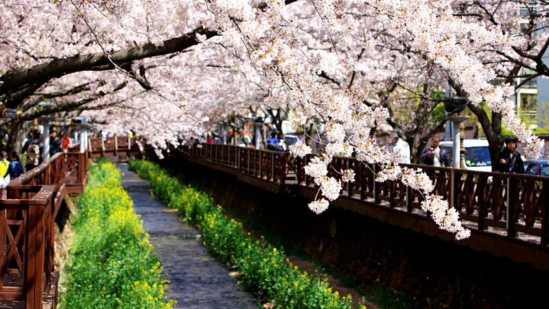 慶尚南道余佐川羅曼史橋 慶尚南道余佐川羅曼史橋