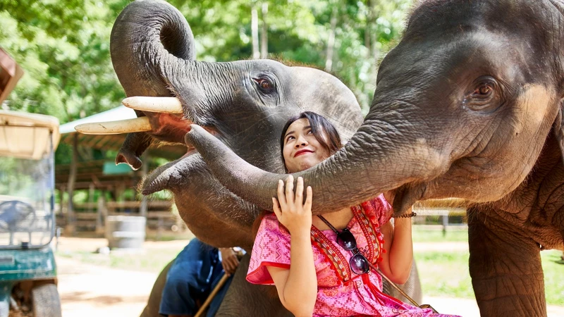 清邁景點：大象保護區體驗營