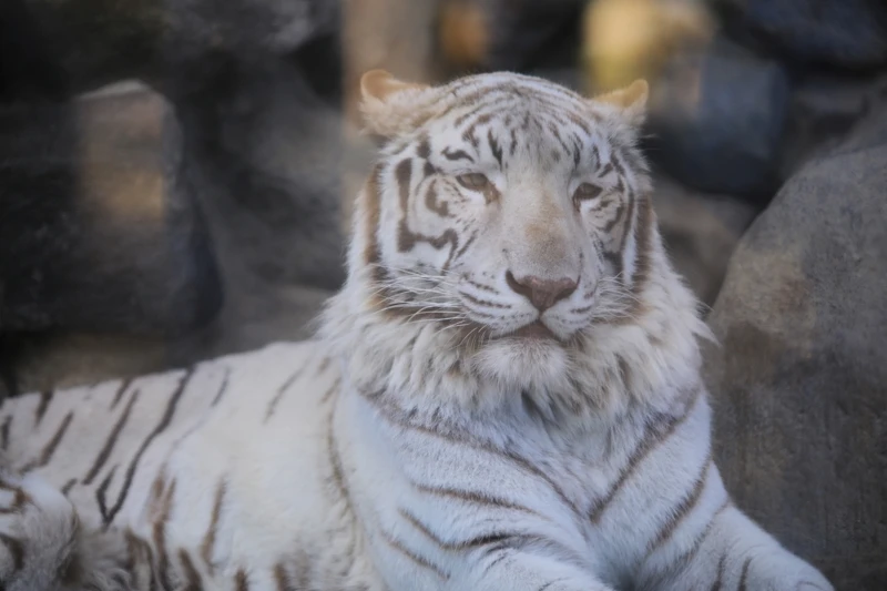 明星動物之一的白老虎。 明星動物之一的白老虎。