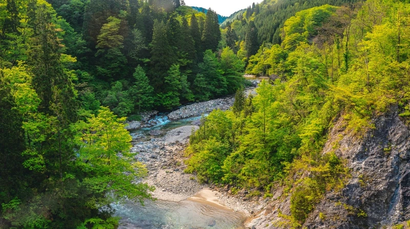 白神地區」由能代市、藤里町、三種町和八峰町組成。 白神地區」由能代市、藤里町、三種町和八峰町組成。