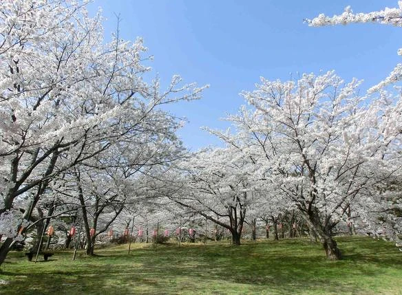 「御所之台公園」位於自然遺產「白神山地」旁的丘陵地。 「御所之台公園」位於自然遺產「白神山地」旁的丘陵地。