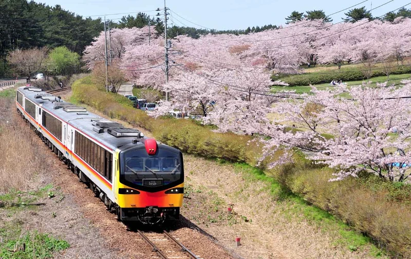 JR五能線的「Resort 白神號」。 JR五能線的「Resort 白神號」。