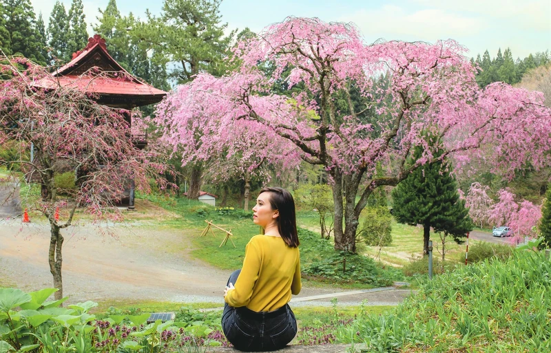 觀光客一定要在垂枝櫻與建築間留下紀念照。 觀光客一定要在垂枝櫻與建築間留下紀念照。