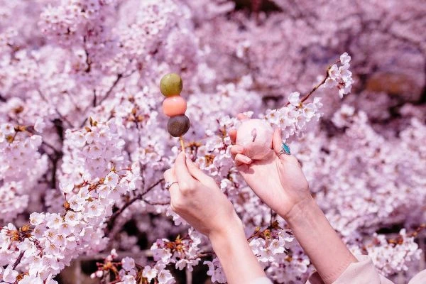櫻花樹下野餐也是樂趣之一。 櫻花樹下野餐也是樂趣之一。