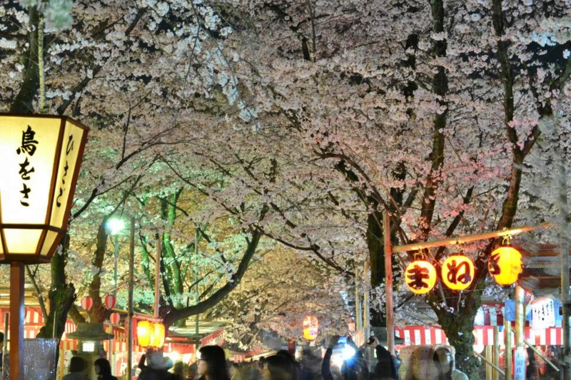 平安貴族們最愛的賞櫻勝地「平野神社」，賞有別於白天的夜櫻美景