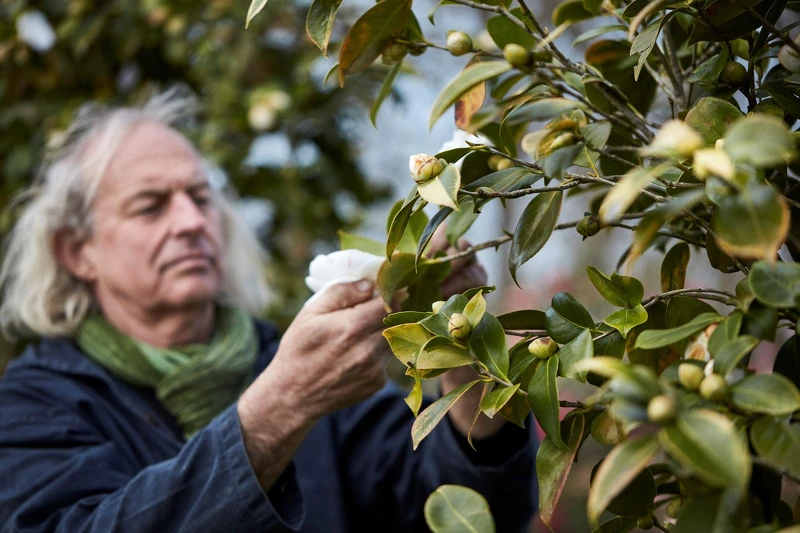 山茶花活字典 Jean Thoby 其家代代都對花朵抱有無比熱忱,他本人也把山茶花當成自己的一部分。 山茶花活字典 Jean Thoby 其家代代都對花朵抱有無比熱忱,他本人也把山茶花當成自己的一部分。