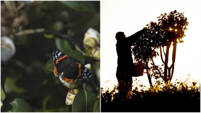 保育類蝴蝶marsh copper,特徵是體型小巧,翅膀呈薑黃色。 保育類蝴蝶marsh copper,特徵是體型小巧,翅膀呈薑黃色。