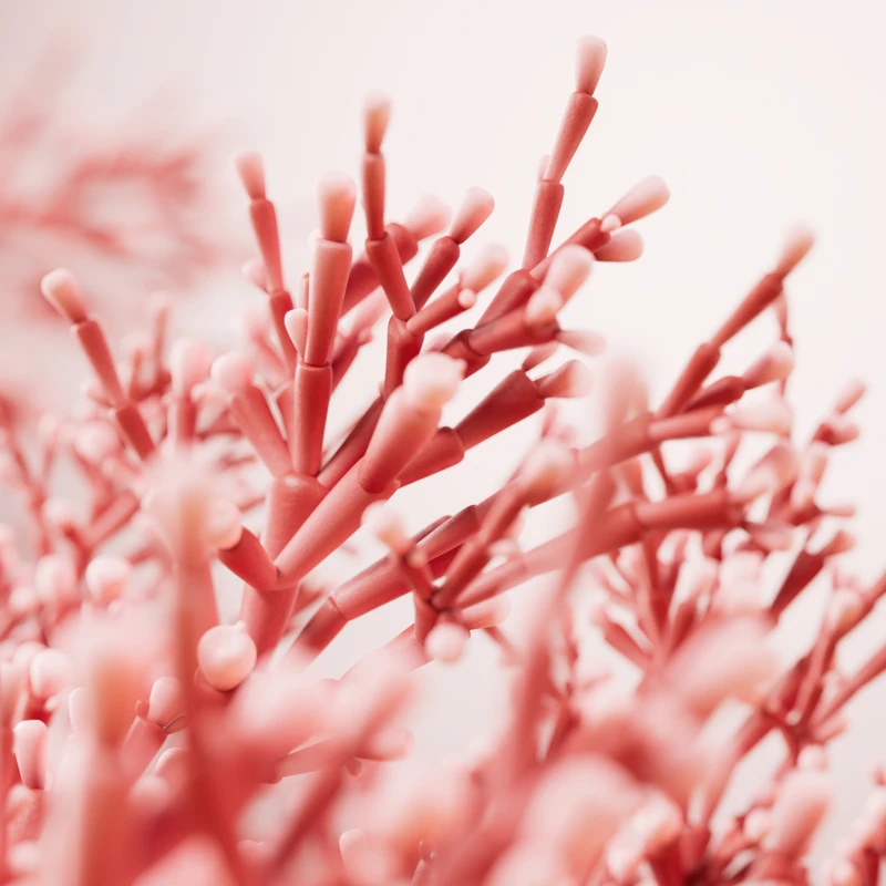 L’OCCITANE馭時金燦活萃系列使用的紅叉珊藻活膚精萃。 L’OCCITANE馭時金燦活萃系列使用的紅叉珊藻活膚精萃。