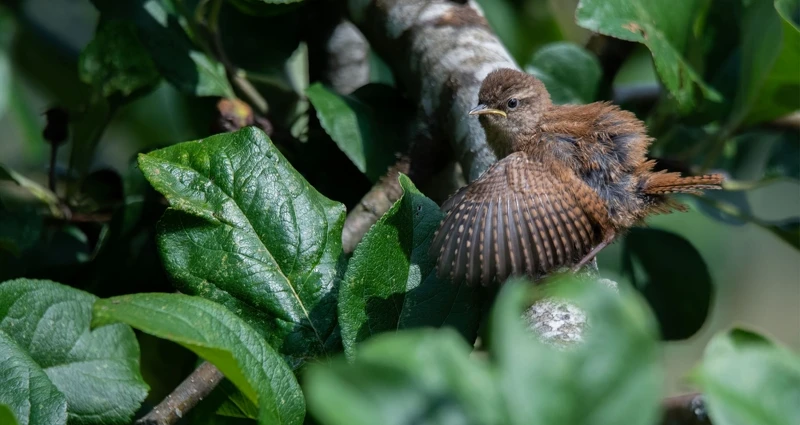 THE MILLIÈRE VALLEY 米利埃谷情境圖。 THE MILLIÈRE VALLEY 米利埃谷情境圖。