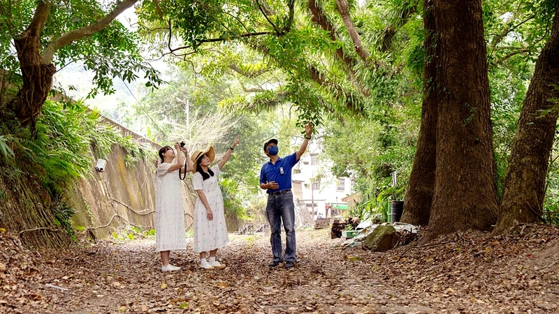 採VIP小團制度,全程使用導覽耳機講解阿里山生態 採VIP小團制度,全程使用導覽耳機講解阿里山生態