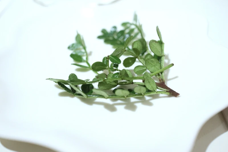 「胡椒木」。 「胡椒木」。