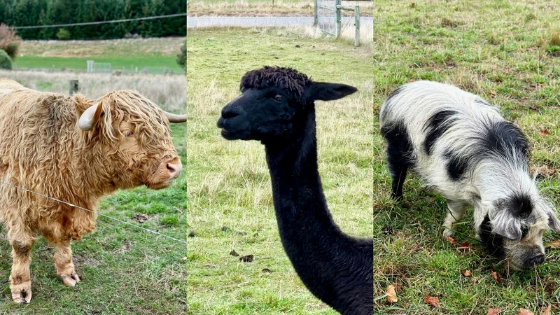 「瓦納卡薰衣草農場」可以看到高地牛、黑色羊駝、酷你豬，都是台灣人少見的動物！