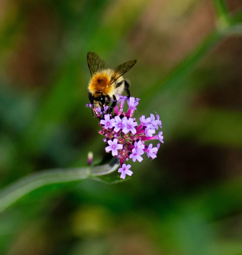 法國嬌蘭 2024 World Bee Day世界蜜蜂日視覺圖©JORIS 法國嬌蘭 2024 World Bee Day世界蜜蜂日視覺圖©JORIS