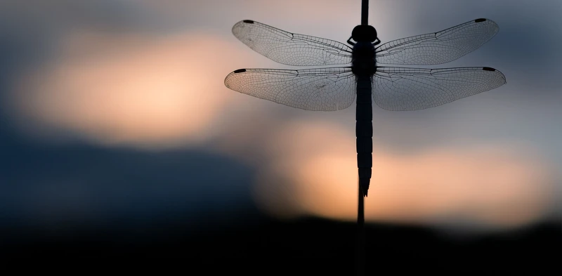 攝影師JORIS VEGTER鏡頭下的蜜蜂之美。 攝影師JORIS VEGTER鏡頭下的蜜蜂之美。