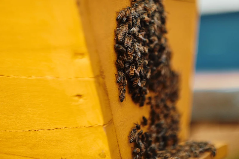 法國嬌蘭盧安達蜂之女力計畫,守護盧安達當地原生蜂種。 法國嬌蘭盧安達蜂之女力計畫,守護盧安達當地原生蜂種。