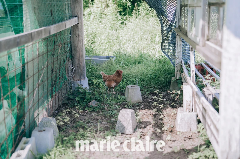 有自家少量產出的平飼雞蛋。 有自家少量產出的平飼雞蛋。