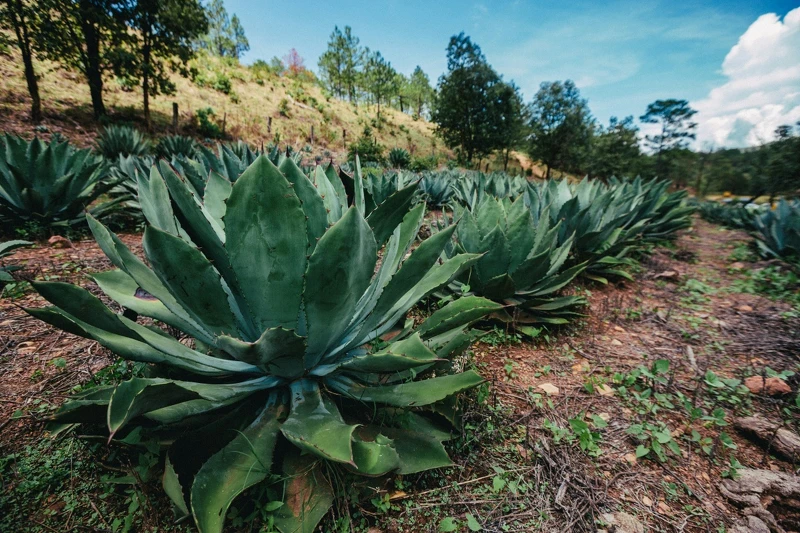 Tequila 或是Mezcal 的原料都來自龍舌蘭家族植物(Agave)。 Tequila 或是Mezcal 的原料都來自龍舌蘭家族植物(Agave)。
