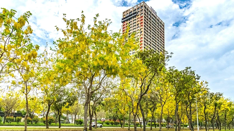 5~6月會迎來「黃金雨」阿勃勒美景 5~6月會迎來「黃金雨」阿勃勒美景