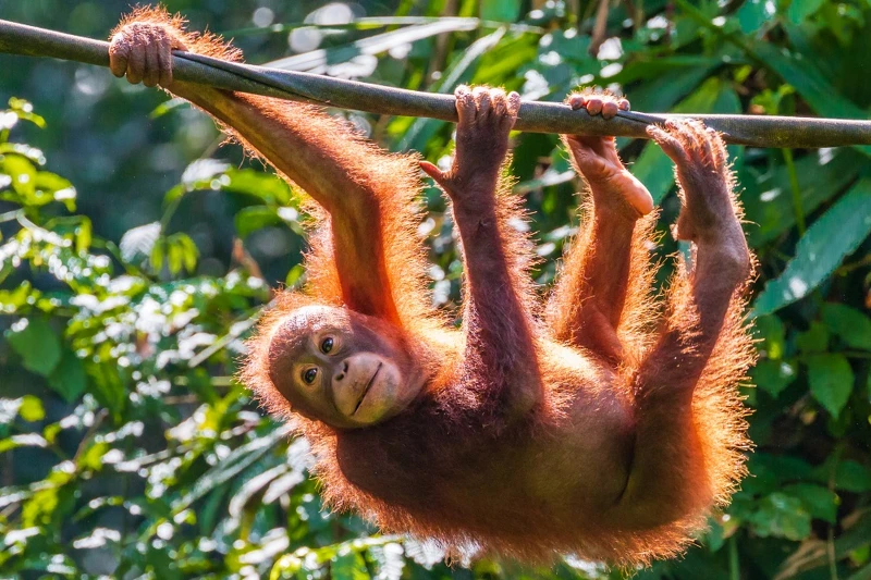 實蒙古野生動物保育中心紅毛猩猩家族一員 實蒙古野生動物保育中心紅毛猩猩家族一員