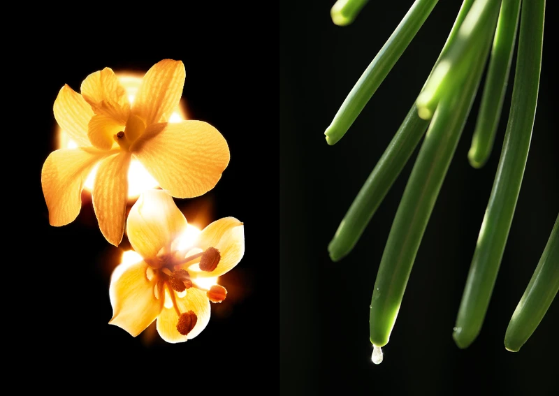 來自馬達加斯加島蘊含強大賦活能量的五月梵尼蘭 來自馬達加斯加島蘊含強大賦活能量的五月梵尼蘭