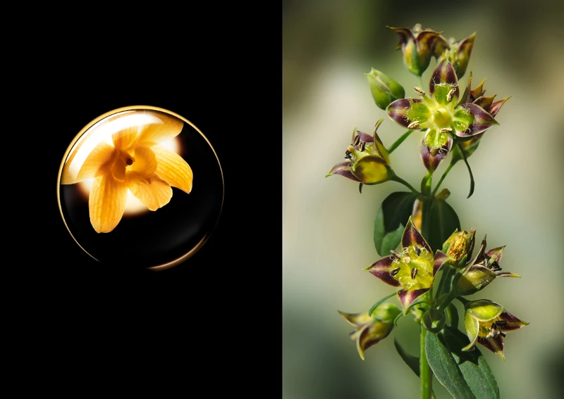 位於高海拔國家不丹的珍貴植物,蘊藏非凡天然修護力的朱雪玉當藥 位於高海拔國家不丹的珍貴植物,蘊藏非凡天然修護力的朱雪玉當藥