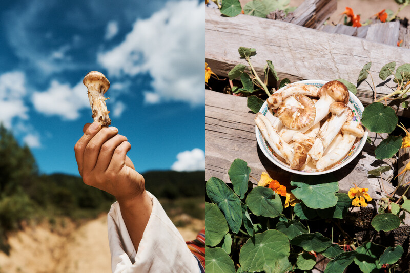 不丹擁有超過400種蘑菇。 不丹擁有超過400種蘑菇。