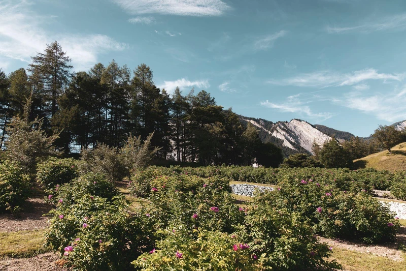 VALMONT瑞士瓦萊州高山有機植物花園 VALMONT瑞士瓦萊州高山有機植物花園