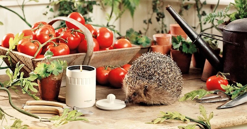 Jo Malone London Townhouse綠蕃茄藤香氛工藝陶瓷蠟燭300g,NT5,200 Jo Malone London Townhouse綠蕃茄藤香氛工藝陶瓷蠟燭300g,NT5,200