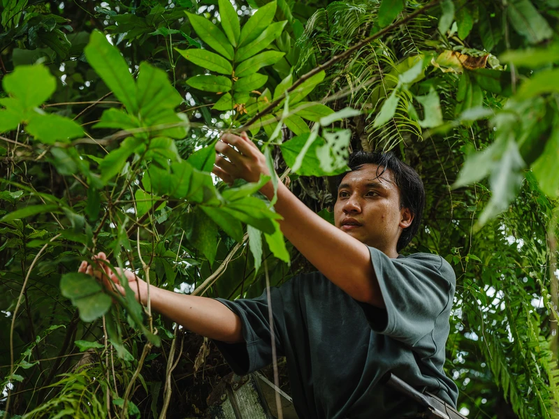 紫膠蟲採集人-Laung 紫膠蟲採集人-Laung